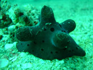 Maldives-sponge-snail-189